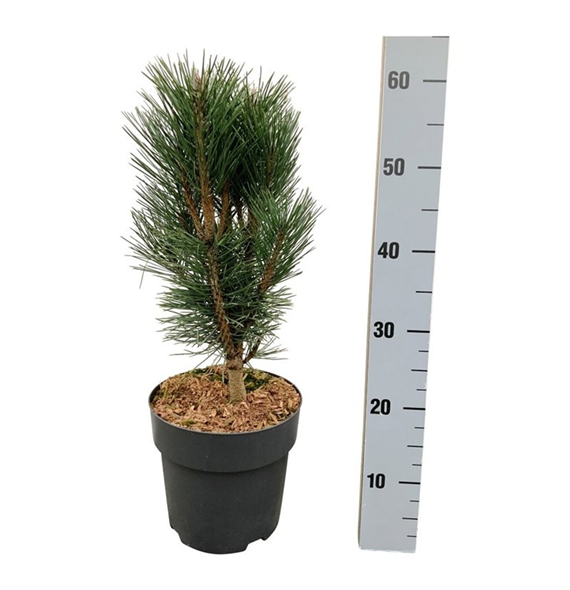 Pinus nigra Loïs F00007462