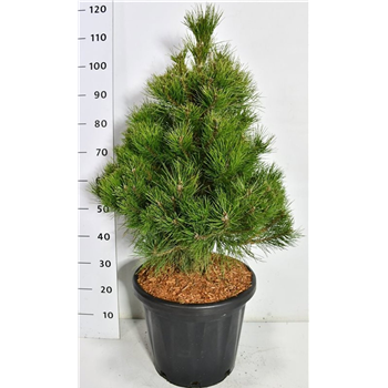 Pinus nigra subsp nigra F00006563