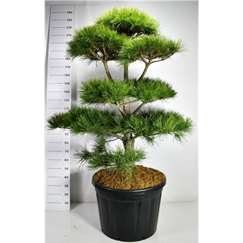 Pinus nigra subsp nigra F00006592