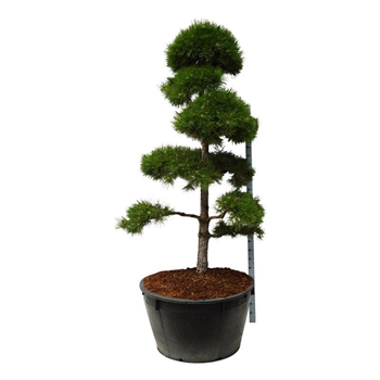 Pinus nigra subsp nigra F00006895