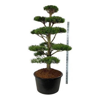 Pinus nigra subsp nigra F00006871