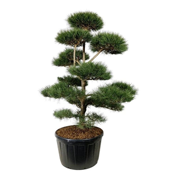 Pinus nigra subsp nigra F00006898