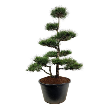 Pinus nigra subsp nigra F00006872