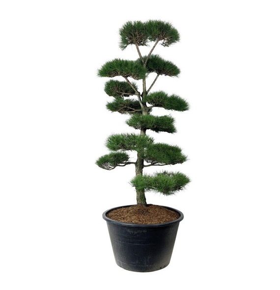 Pinus nigra subsp nigra F00006894