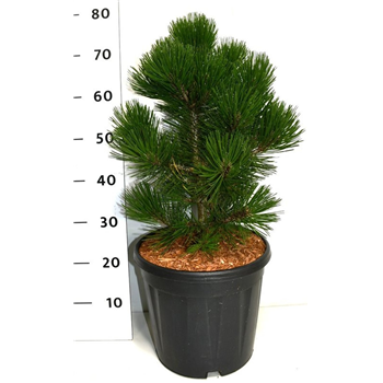 Pinus overig F00006133