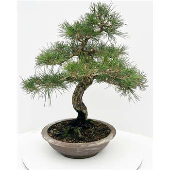 Pinus parviflora F00002537