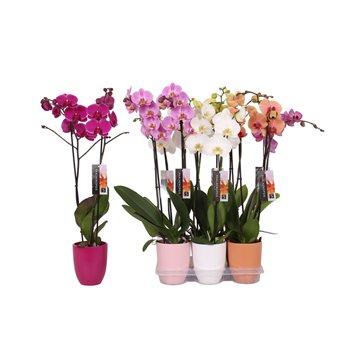 Orhideja Phalaenopsis mix  2-spike Ton sur ton Ceramics18 fl 2 stems plnt 60cm 12cm Q4270