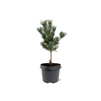 Pinus parviflora 'Glauca' F00007989