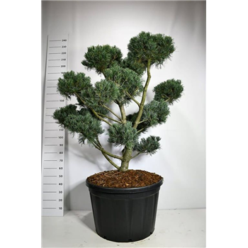 Pinus parviflora 'Glauca' F00005996