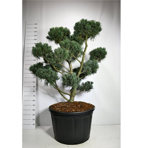 Pinus parviflora 'Glauca' F00005996
