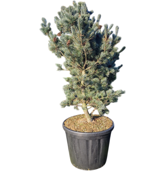 Pinus parviflora 'Glauca' (180-200) 5PIGLBU15