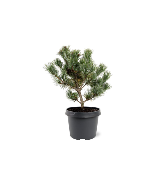 Pinus parviflora 'Negishi' F00007990