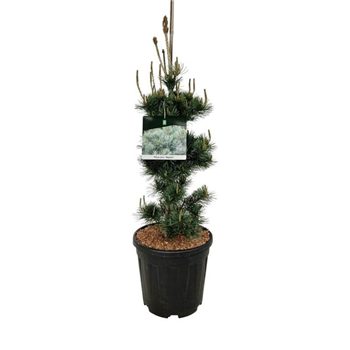 Pinus parviflora 'Negishi' F00006201