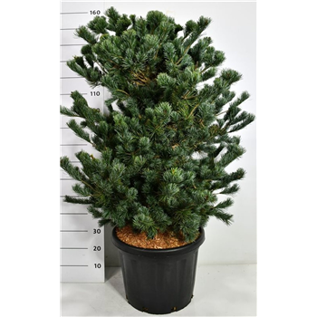 Pinus parviflora 'Negishi' F00006574