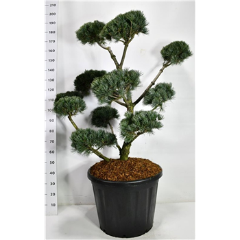 Pinus parviflora 'Negishi' F00006623