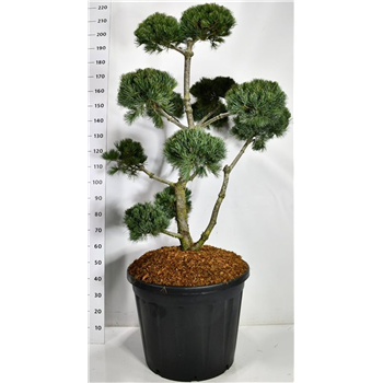 Pinus parviflora 'Negishi' F00006624