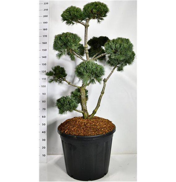 Pinus parviflora 'Negishi' F00006624