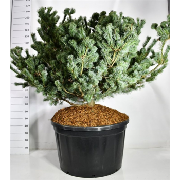 Pinus parviflora 'Negishi' F00006625