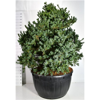 Pinus parviflora 'Negishi' F00006637