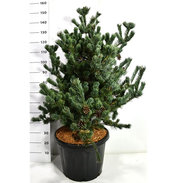 Pinus parviflora 'Tempelhof' F00006361