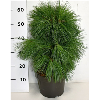 Pinus schwerinii 'Wiethorst' F00007975