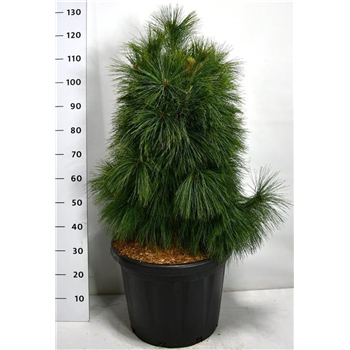Pinus schwerinii 'Wiethorst' F00006030