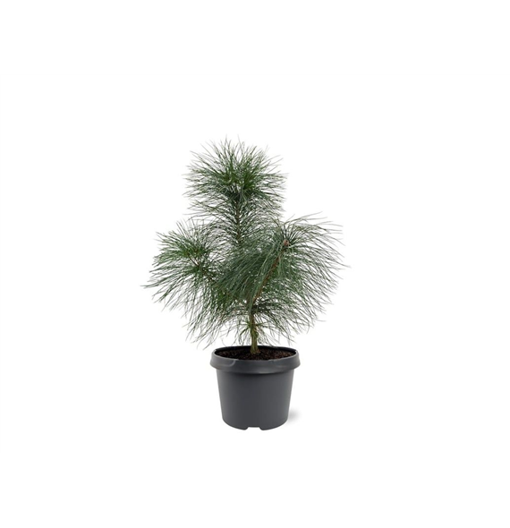 Pinus strobus F00007993