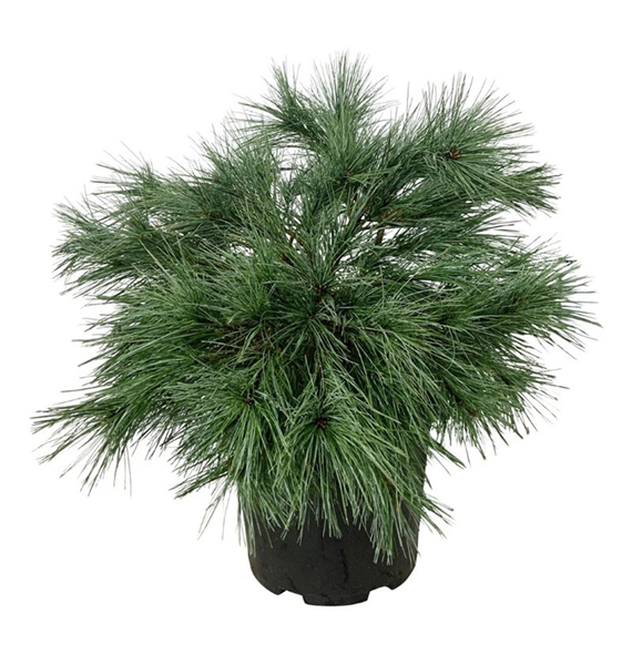 Pinus strobus 'Blue Shag' F00007071