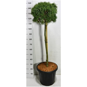 Pinus strobus 'Green Twist' F00005961