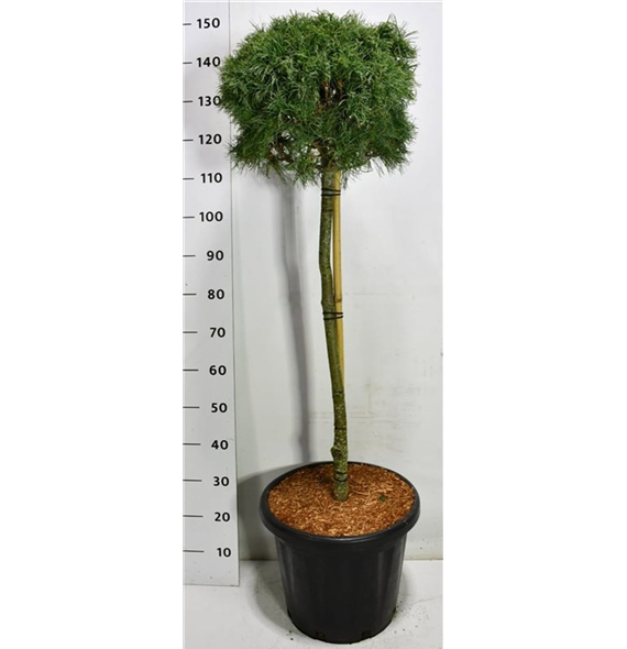 Pinus strobus 'Green Twist' F00005961