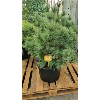 Pinus strobus 'Macopin' F00007567