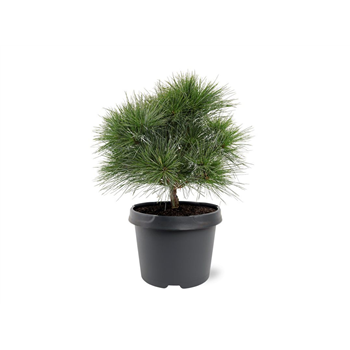 Pinus strobus 'Minima' F00007994