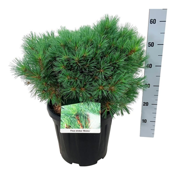 Pinus strobus 'Minima' F00007692