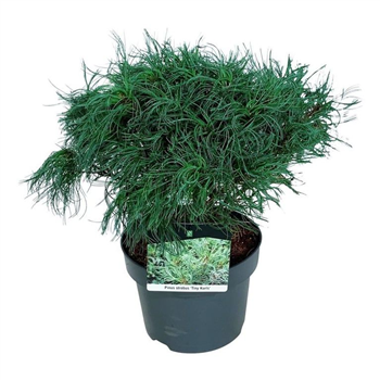 Pinus strobus 'Tiny Kurls' F00007070