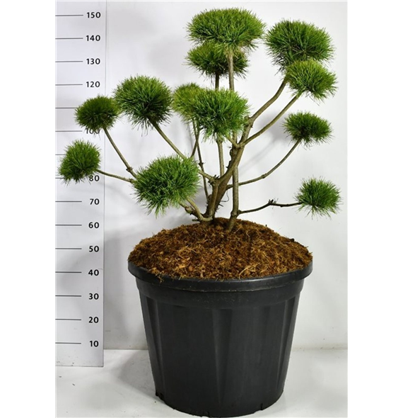 Pinus sylv 'Norske Typ' F00006598
