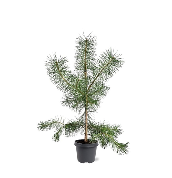 Pinus sylvestris F00008263
