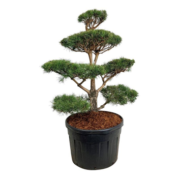 Pinus sylvestris F00006900