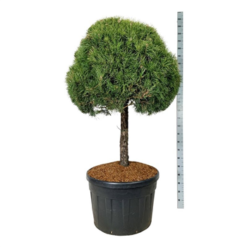 Pinus sylvestris F00007491