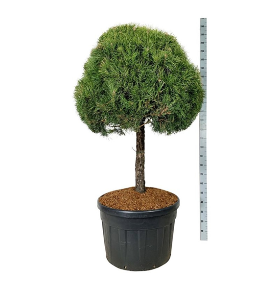 Pinus sylvestris F00007491