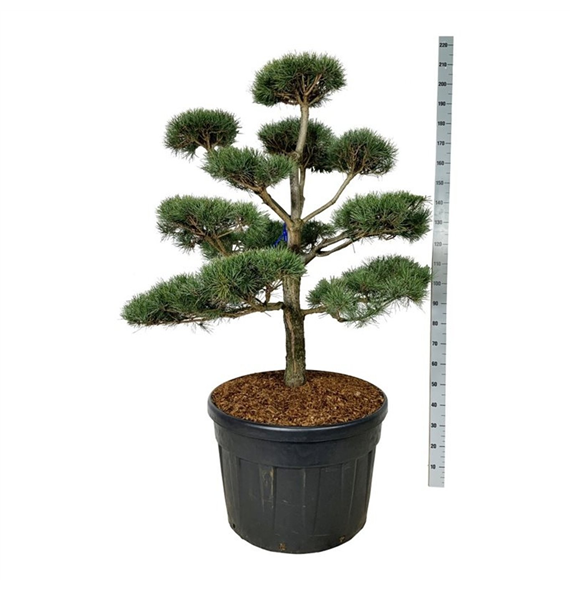 Pinus sylvestris F00007518
