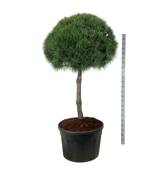 Pinus sylvestris F00007112