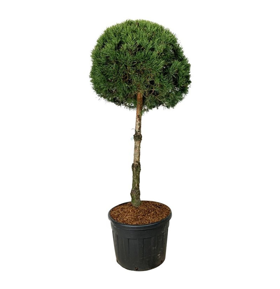 Pinus sylvestris F00007478