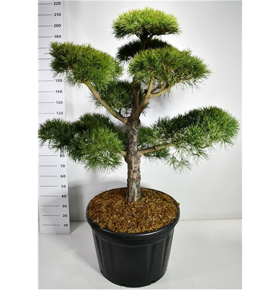 Pinus sylvestris F00006591