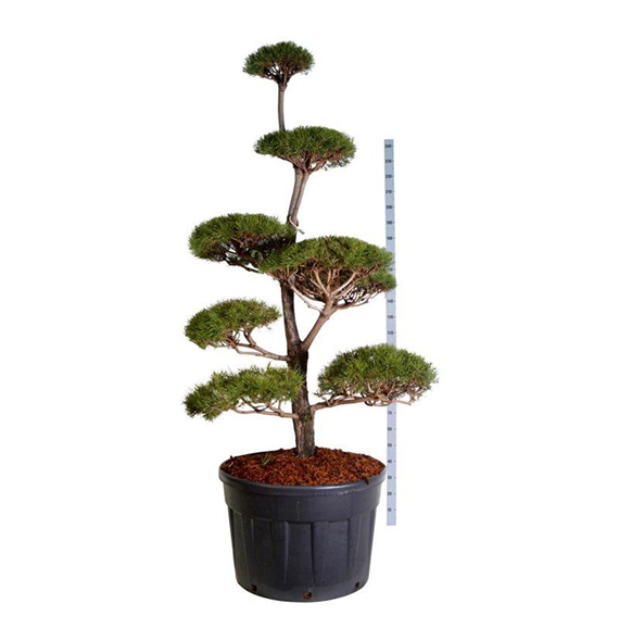 Pinus sylvestris F00006897