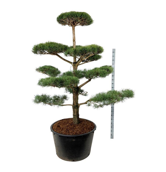 Pinus sylvestris F00006865