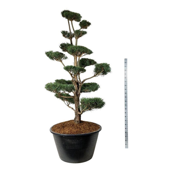 Pinus sylvestris F00006918