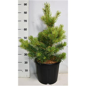 Pinus sylvestris 'Aurea' F00005982