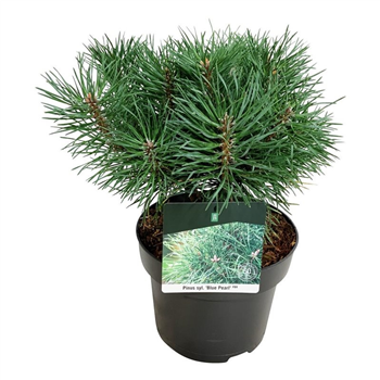 Pinus sylvestris 'Blue Pearl' F00007336