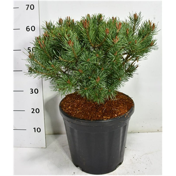 Pinus sylvestris 'Martham' F00006457