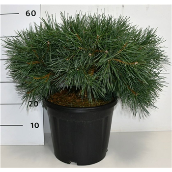 Pinus sylvestris 'Repens' F00005949